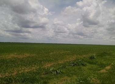 Registro da lavoura no final de novembro mostra bom desenvolvimento da lavoura feita para a solenidade (Débora Fabrício/Canal Rural)
