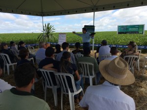 dia campo (5)