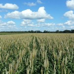 Campo de Híbrido de Milheto ADRG 9050