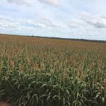 Campo de Híbrido de Milheto ADRG 9050
