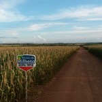 Campo de Híbrido de Milheto ADRG 9050