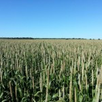 Campo de Híbrido de Milheto ADRG 9050