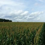 Campo de Híbrido de Milheto ADRG 9050