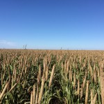 Campo de Híbrido de Milheto ADRG 9050