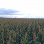 Campo de Híbrido de Milheto ADRG 9050
