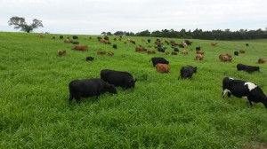 Valente no primeiro corte na fazenda do produtor Arildo Bubolz em São Lourenço do Sul (RS)